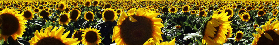 Crank's Corner Rotating Header Image